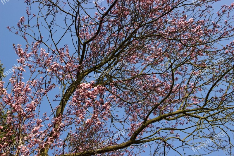 Cherry Blossom Flowers Japanese Cherry Trees Blossom Bloom