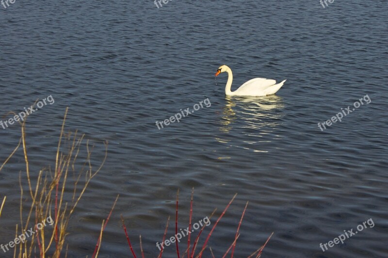 Swan Lake Animal Bird Nature