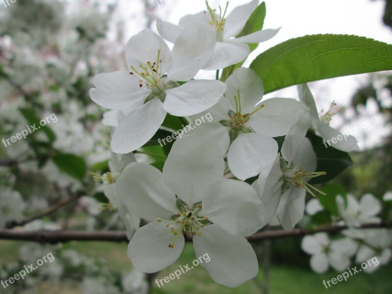 Park Cherry Blossom White Garden Plant