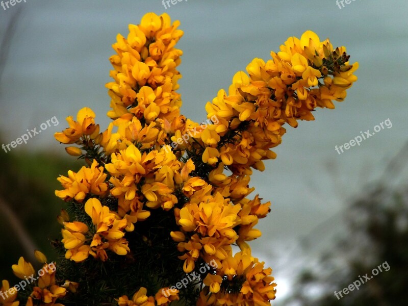 Gorse Furze Yellow Yellow Flower Flower Shrub