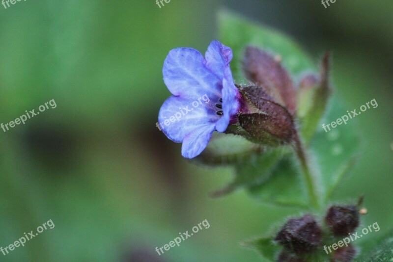 Lungwort Flowers Blossom Bloom Flower