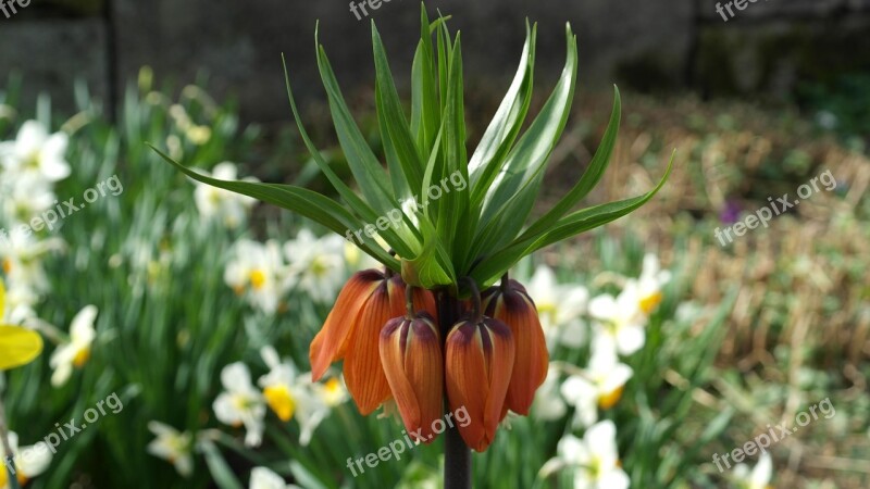 Imperial Crown Fritillaria Imperialis Fritillaria Lilies Liliaceae