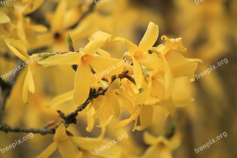 Forsythia Garden Forsythia Gold Lilac Forsythia Flowers Flowers