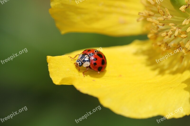 Ladybug Flower Blossom Bloom Beetle