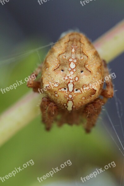 Spider Araneus Spin Insect Arachnids