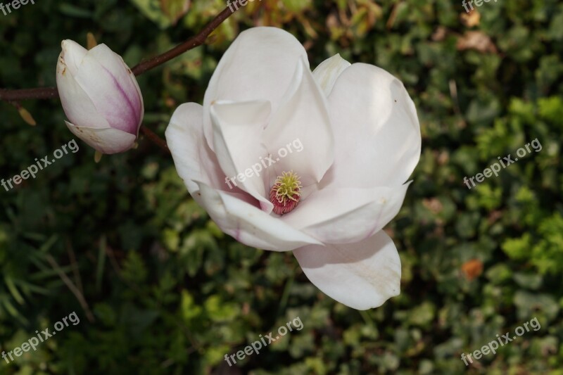 Tulip Tree Tulip Magnolia Alba Superba Ornamental Plant Blossom