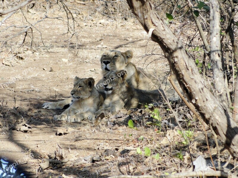 Lioness Cubs Indian Lion Gir Forest Lion