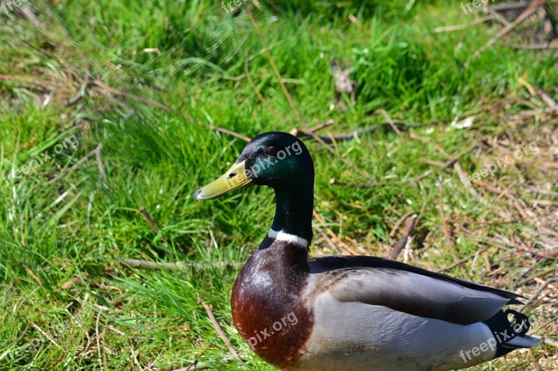 Drake Duck Animal Water Bird