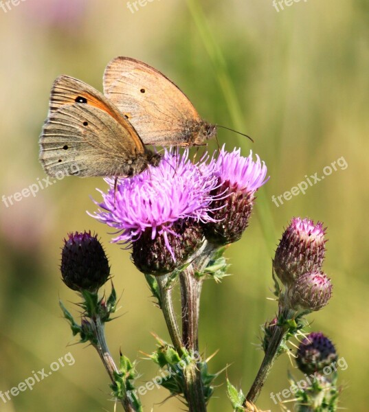 Butterflies Butterfly Ochsenaugen Animal Insect