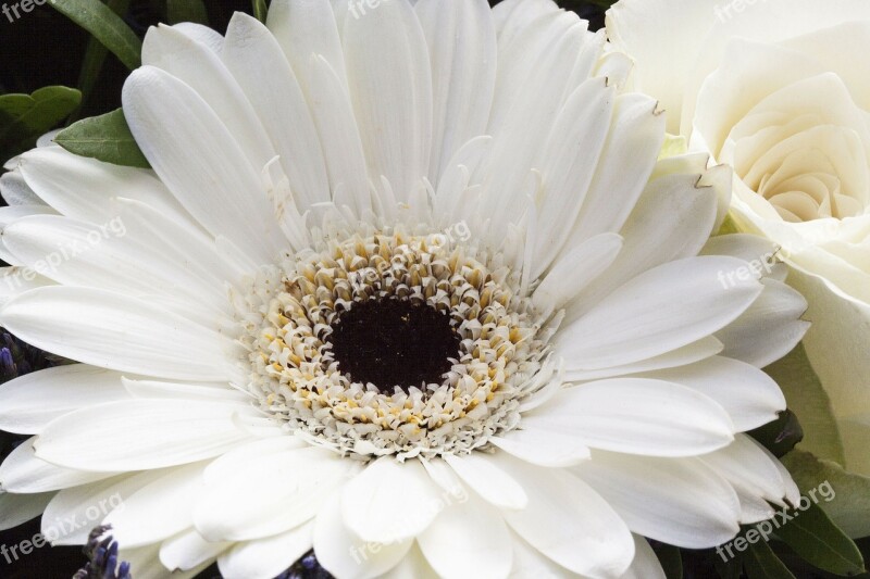 Rose Gerbera Composites Flowers Spring