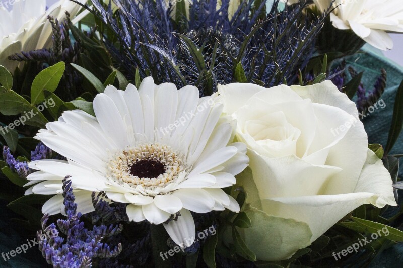 Roses Gerbera Composites Flowers Spring