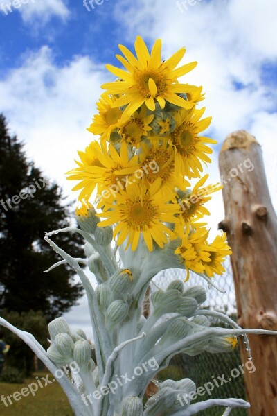 Flower Yellow Plant Moor Free Photos