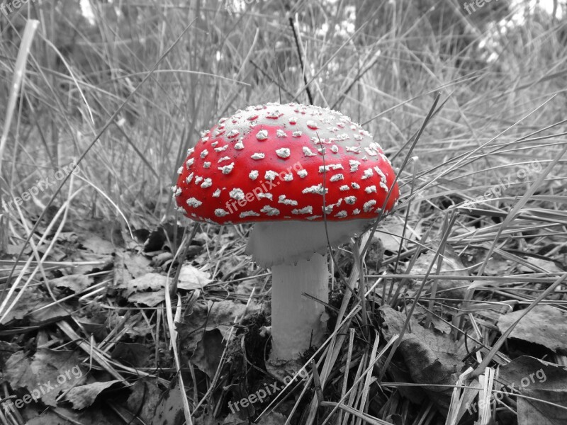 Mushroom Amanita Forest Red Poisonous