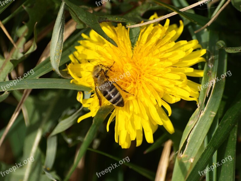 Honey Bee Dandelion Blossom Bloom Bee