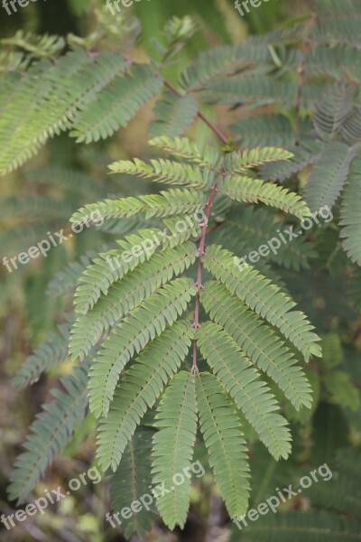 Fern Green Plant Ecology Environment