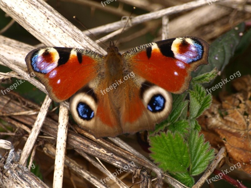 Peacock Butterfly Wing Colorful Free Photos