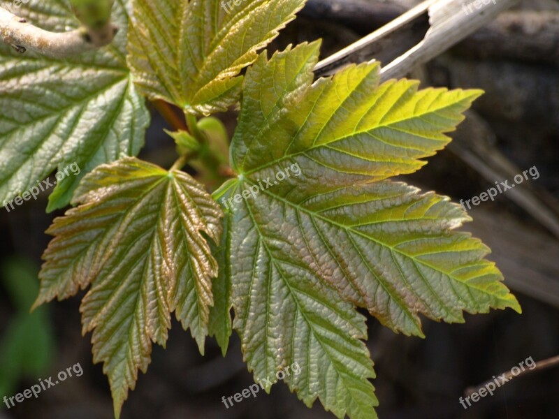 Maple Maple Leaf Leaf Green Nature