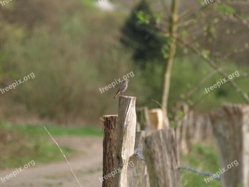 Rotschwaenzchen Bird Small Bird Fence Free Photos