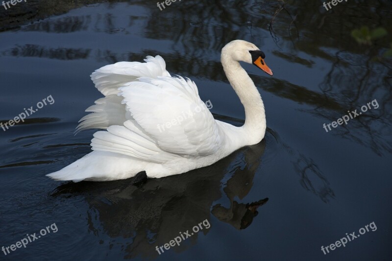 Swan Pen Water Bird Nature Free Photos