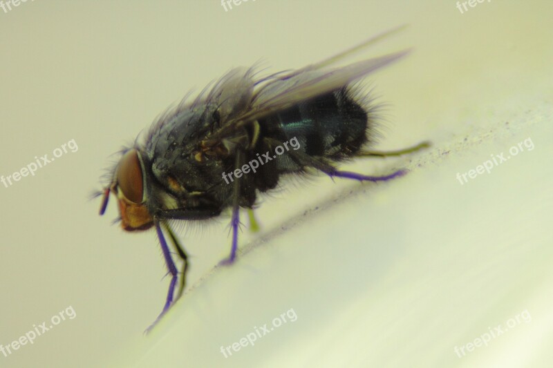 Housefly Fly Insect Close Up Animal