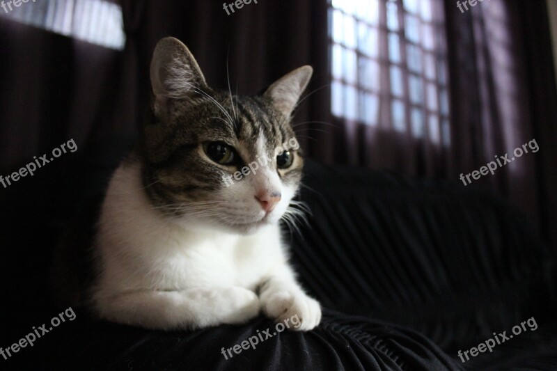 Cat Feline Animal Free Photos