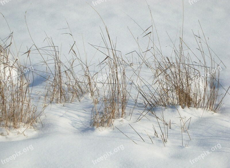 Snow Grass Landscape Winter Field