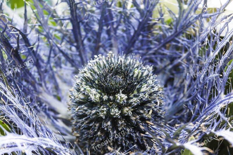 Thistle Nature Plant Blue Prickly