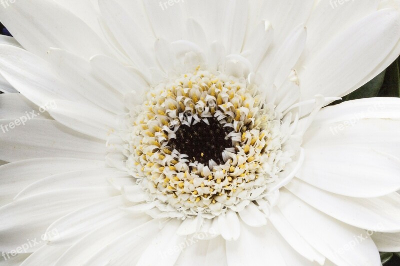 Gerbera Composites Blossom Bloom Spring