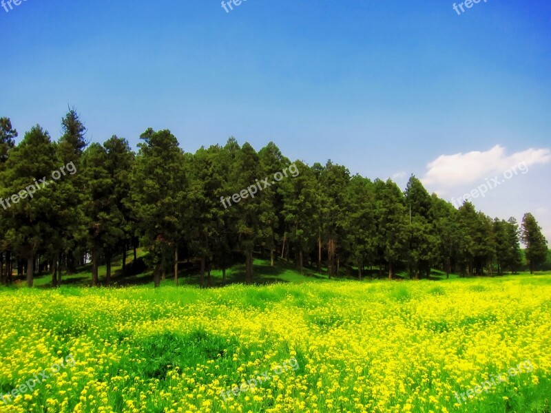 Japan Landscape Scenic Wildflowers Dandelions