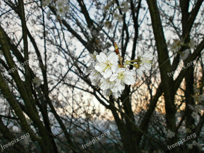 Cherry Blossoms Cherry Tree And Cherries Cherry Spring