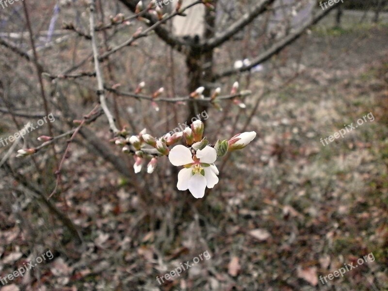 Tomentosa Cherry Blossoms Plum Spring Flowers White