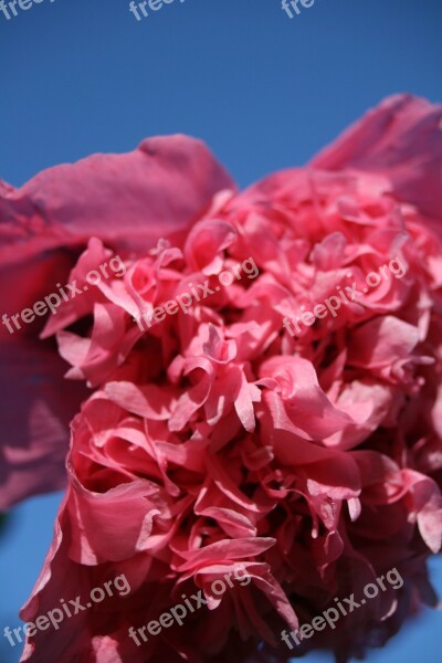 Flower Pink Frou Frou Poppy Summer