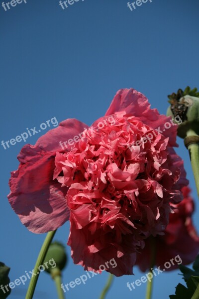 Flower Pink Frou Frou Poppy Summer