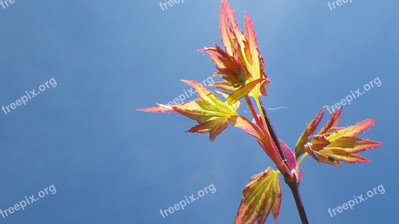 Sky Spring Leaf Purple Maple Japan