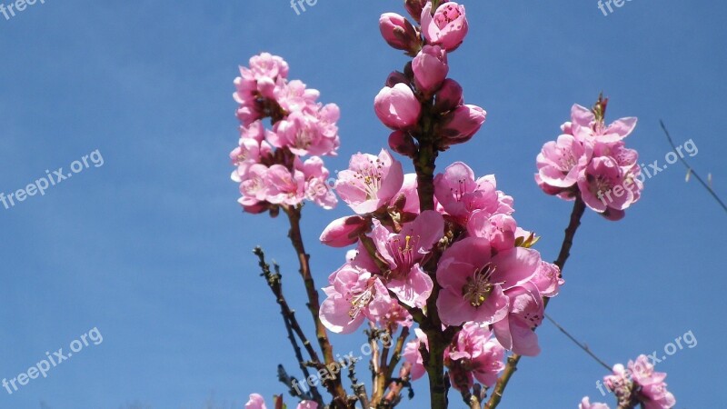 Flower Pink Sky Nectarine Spring