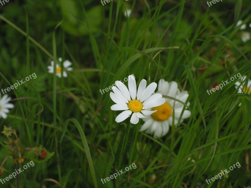 Flower Marguerite Field Free Photos