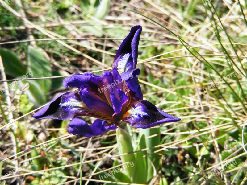 Iris Wild Iris Pseudarocus Flower Violet