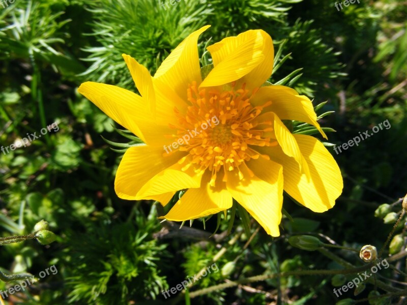 Wild Flowers Flower Yellow Flower Galbelna Wild Flower