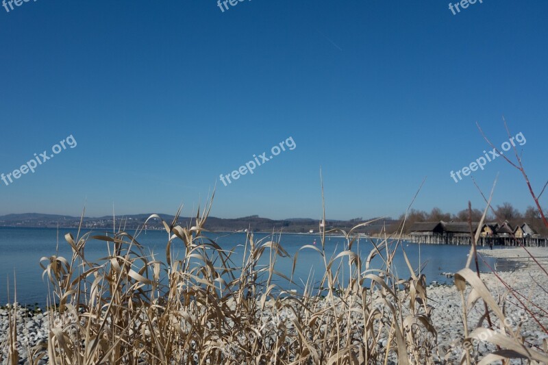 Lake Constance Water Beach Reed Free Photos