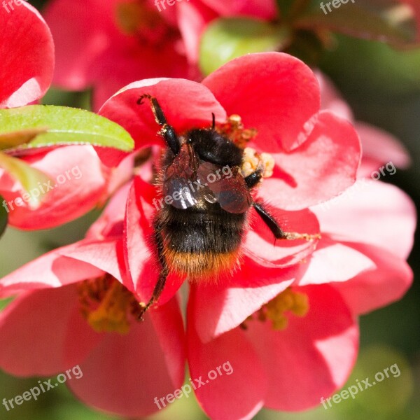 Hummel Nature Plant Summer Flowers