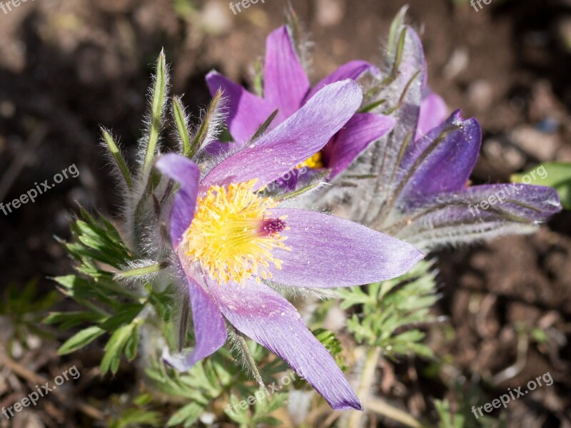 Pasqueflower Kuechschenschelle Flower Nature Plant