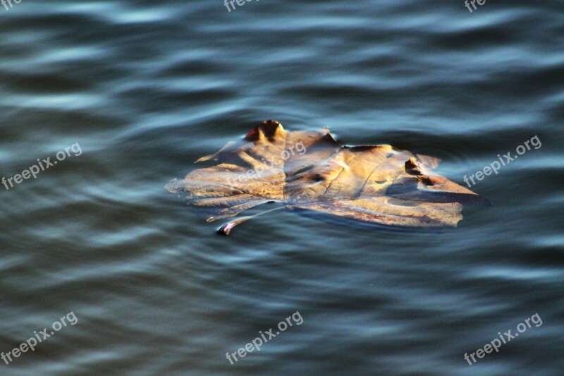 Leaf Water Abstract Ripples Nature