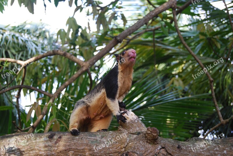 Giant Squirrels Sri Lanka Rodent Free Photos