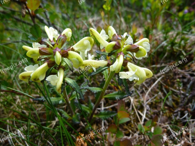 Flower Fauna Flowers Yellow Mountain Flower