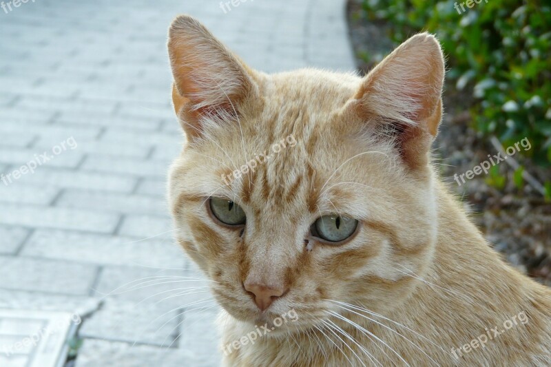 Cat Tiger Cat Face Head Portrait