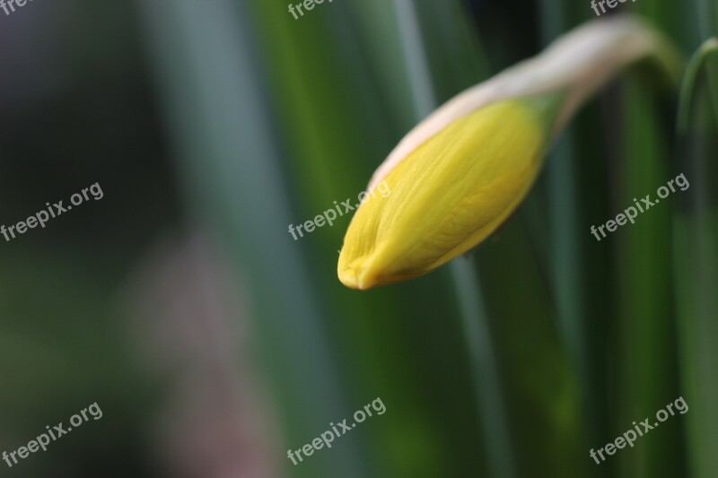 Daffodil Narcissus Yellow Blossom Bloom