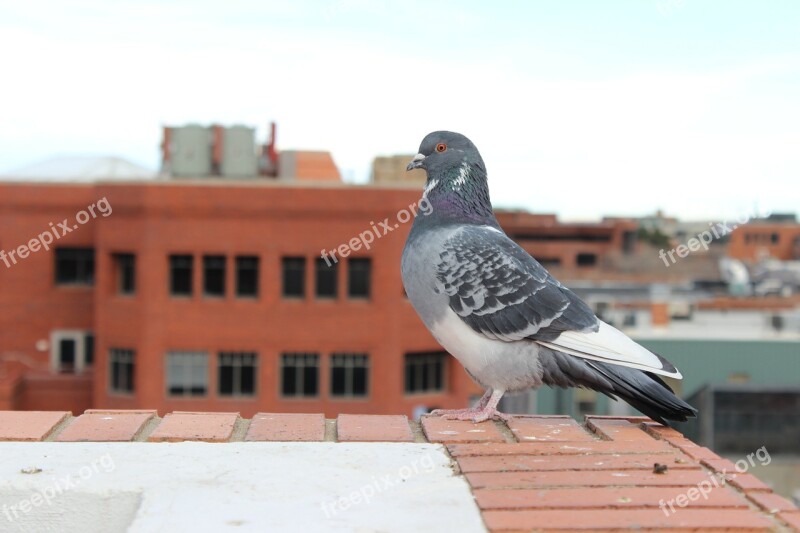 Pigeon Bird Animal Birds Fly