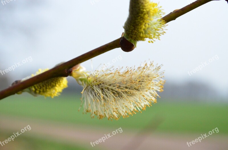 Willow Catkin Pasture Inflorescence Free Photos