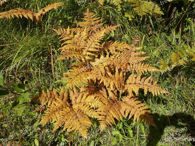 Fern Leaf Fern Green Plant Forest