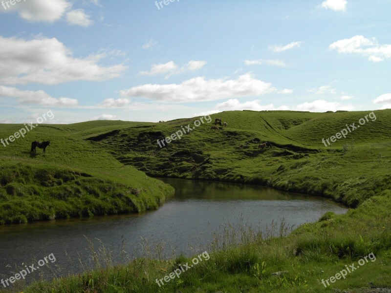 Iceland Nature Horse River Green